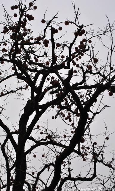 史铁生秋天的怀念经典,史铁生秋天的怀念笔记