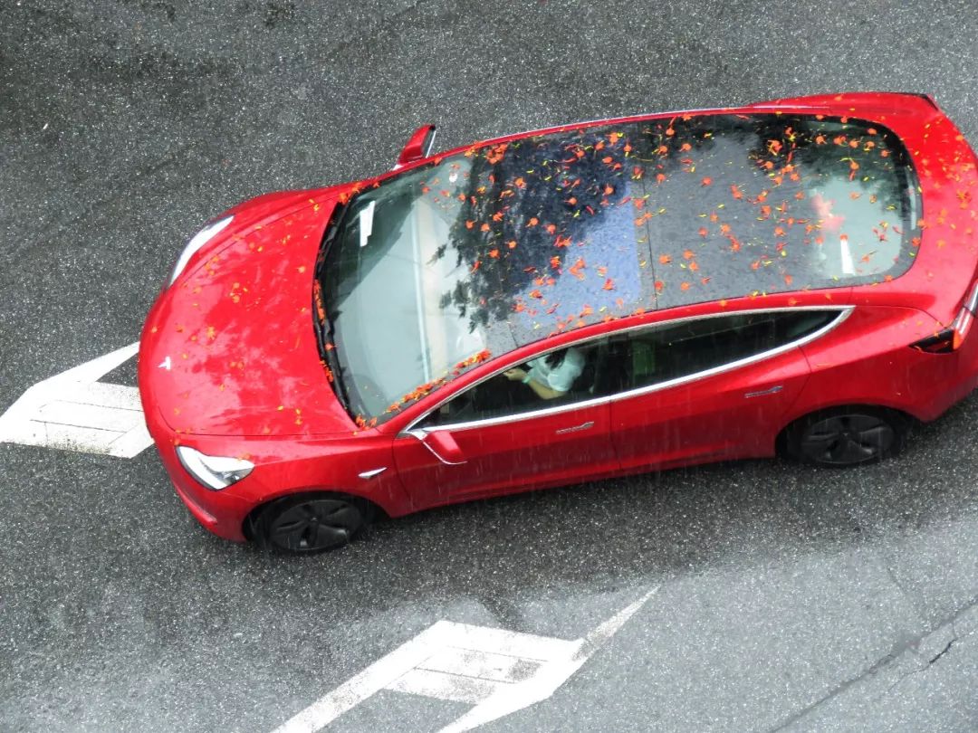 毕业季的凤凰花和栀子花,毕业季凤凰花开的时候