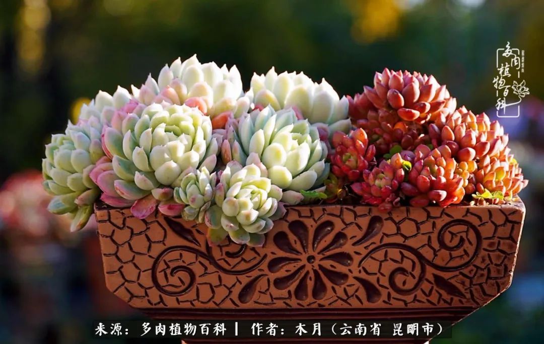 浅冬多肉，终有美好在等候