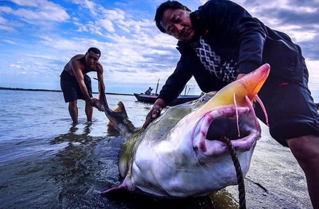 黑龙江最大的野生鱼种,黑龙江十大鱼种