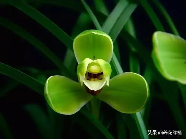 春兰怎么养又粗又好看,春兰哪种好养