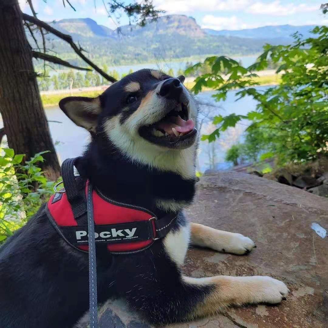 怀疑自己买到假柴了?教你如何辨别真假