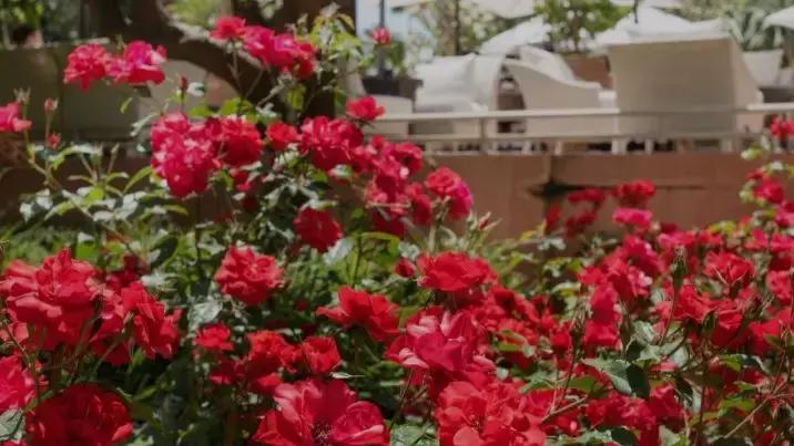 大理摩洛哥酒店推荐,摩洛哥最好的酒店