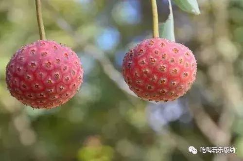 西双版纳这些奇特的水果,作为吃货的你都吃过哪些