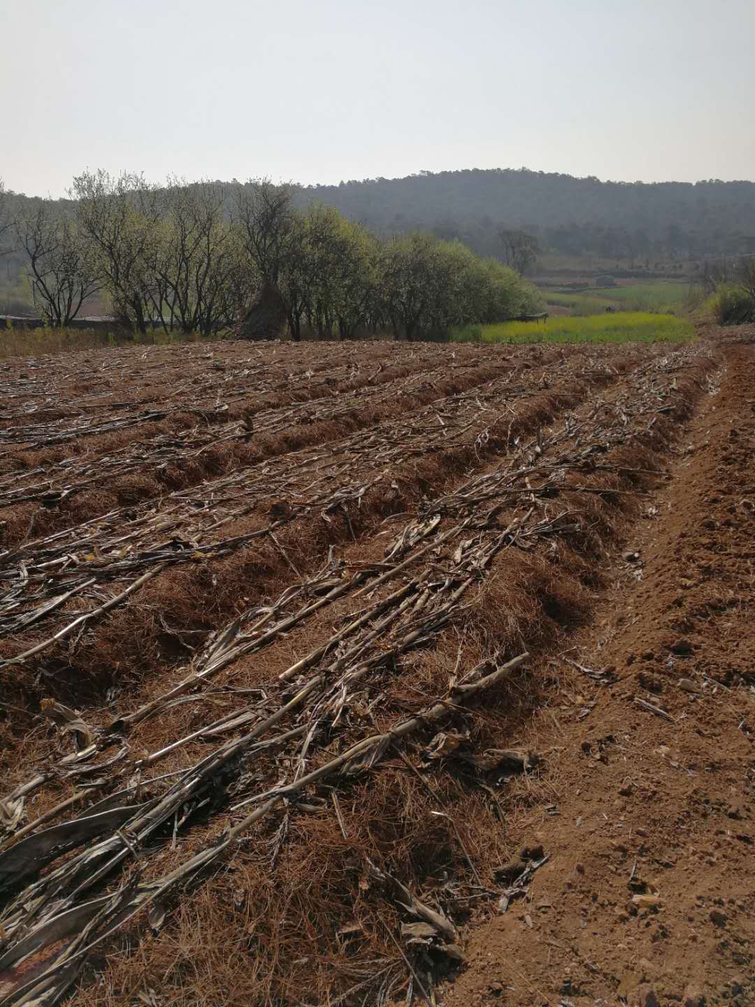 种植魔芋高产的方法,种植魔芋如何高产