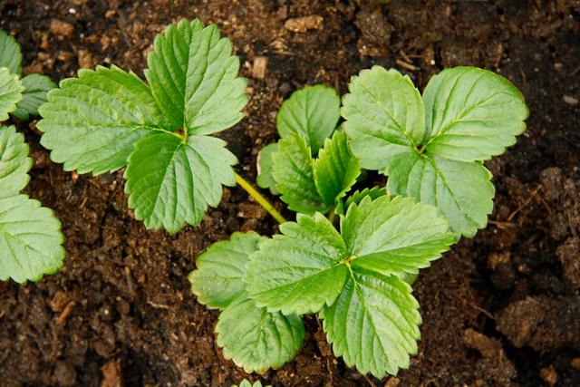 草莓叶茎发黑叶子干枯是什么病,草莓叶片干枯发黄怎么补救