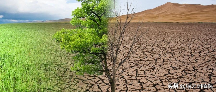 火龙果树发黄腐烂是怎么回事,火龙果种植冻黄了