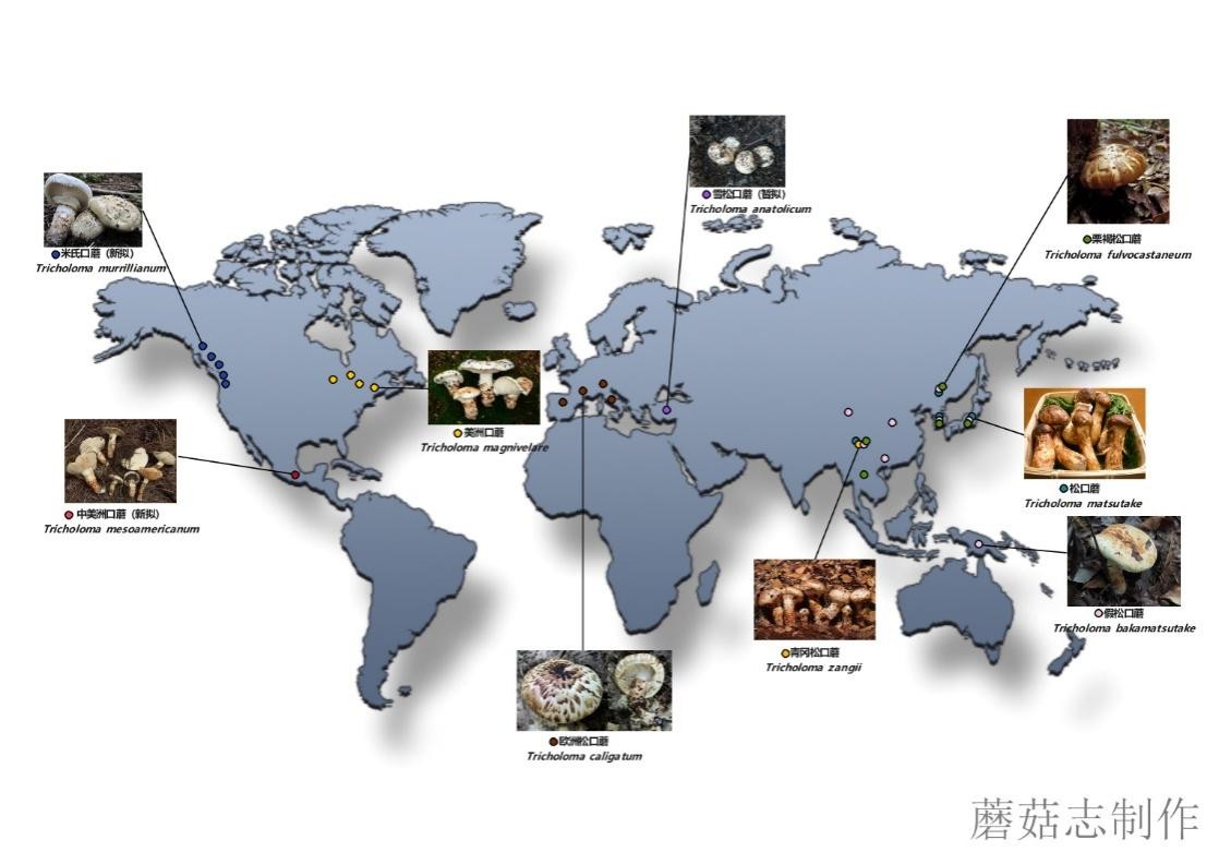 一文读懂世界各国税收,全球最好的松茸是哪里的