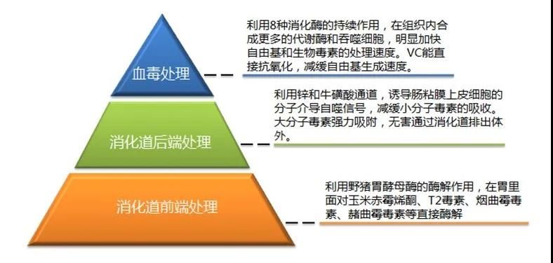 动物体内如何消除毒素,动物体内如何消除自由基