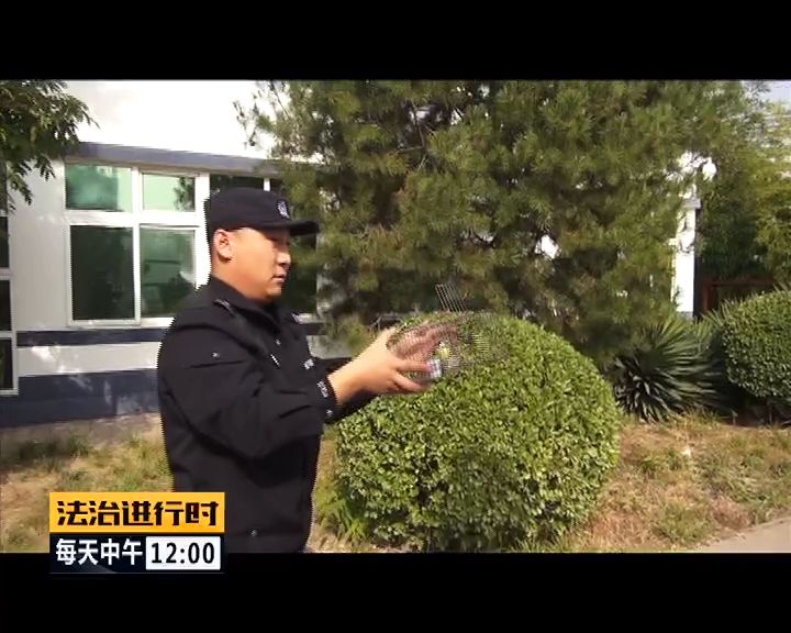 严厉打击非法捕猎候鸟,内蒙大兴安岭非法捕猎候鸟