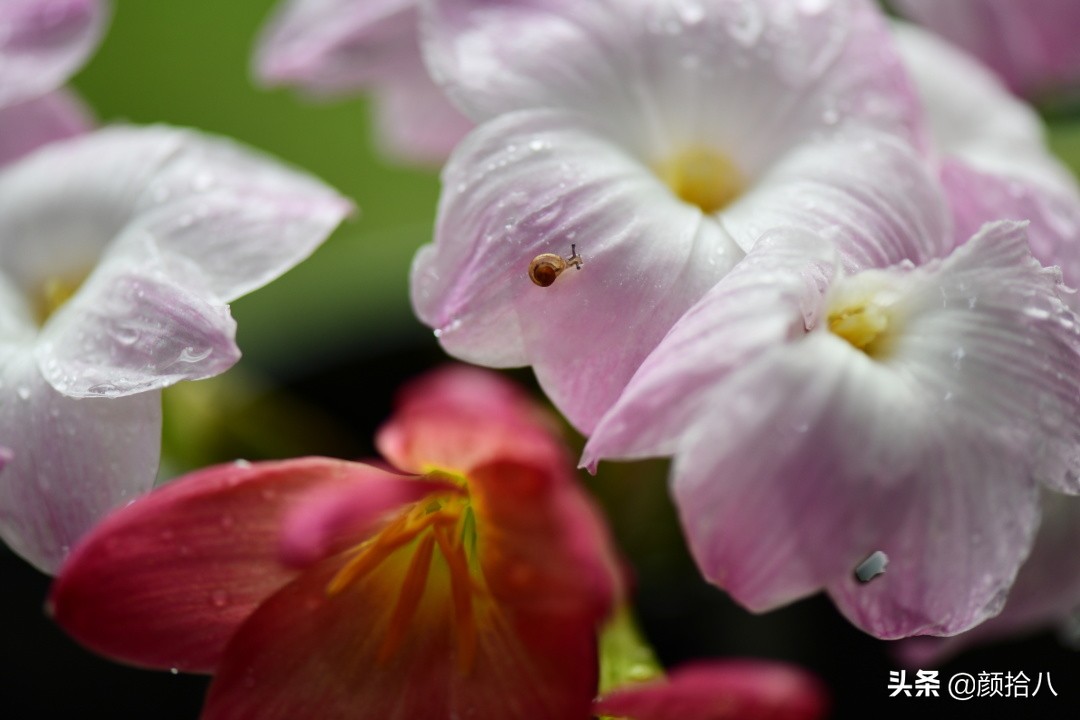 赶尽杀绝，花园里最痛恨的虫子|园丁