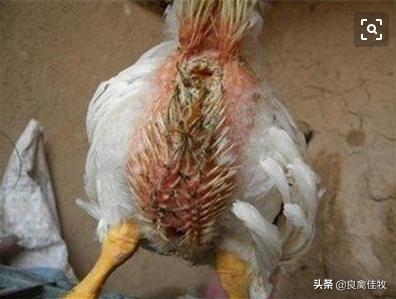 鸡有肠炎可以喂脱霉剂吗,鸡霉菌性肠炎用脱霉剂