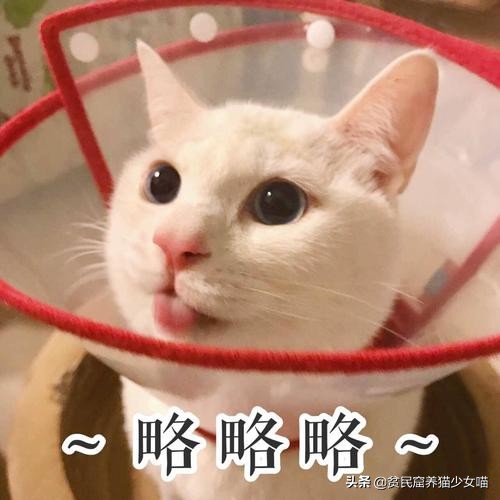 猫咪黑下巴抹红霉素软膏还是眼膏,猫咪黑下巴到底怎么治