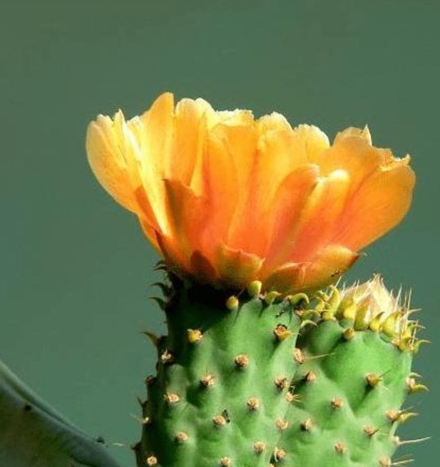 仙人掌简单好养，只要把握它的习性和爱好，何愁养不好仙人掌。