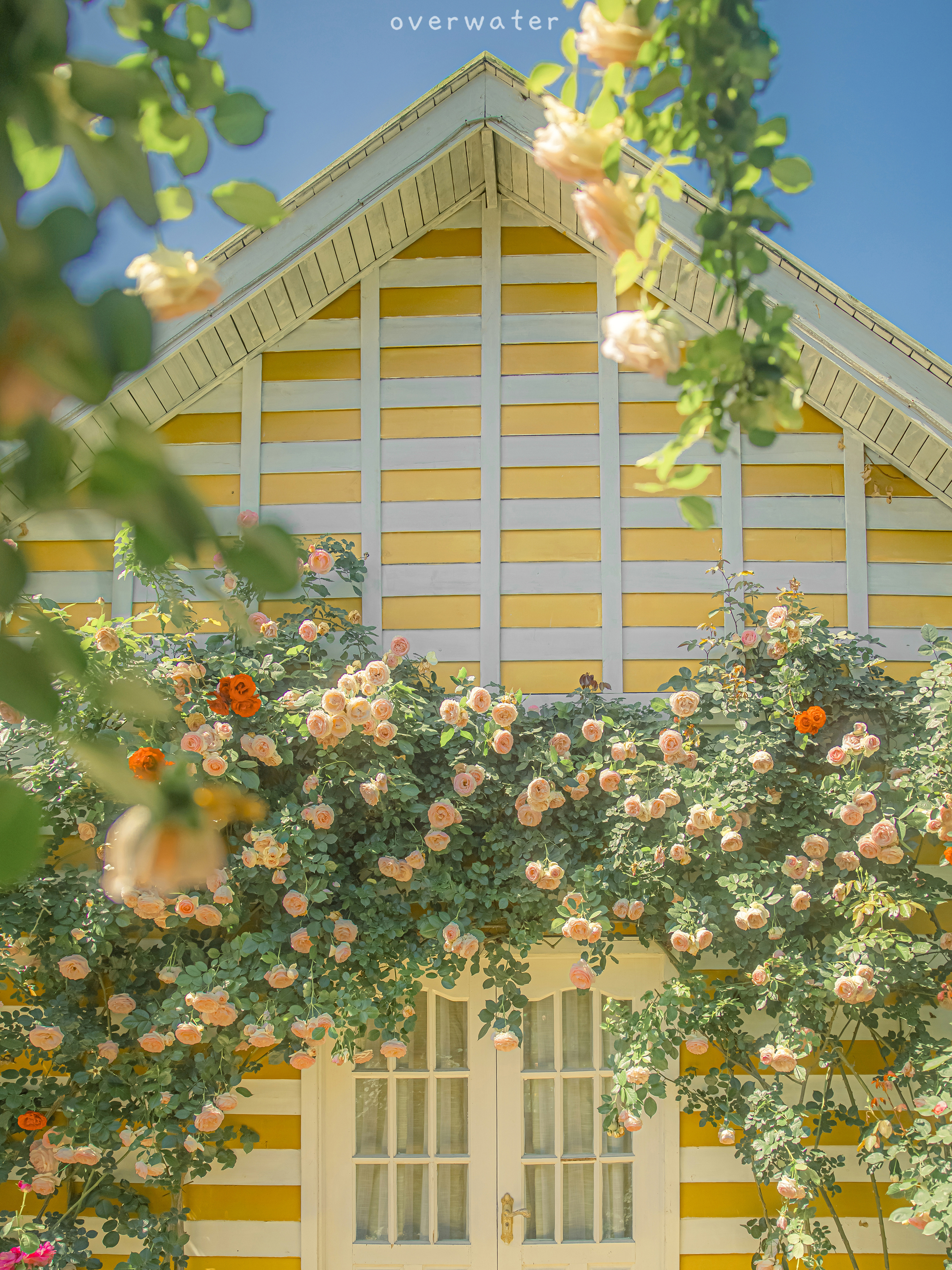 ipad治愈系壁纸超清动物,ipad壁纸唯美清新