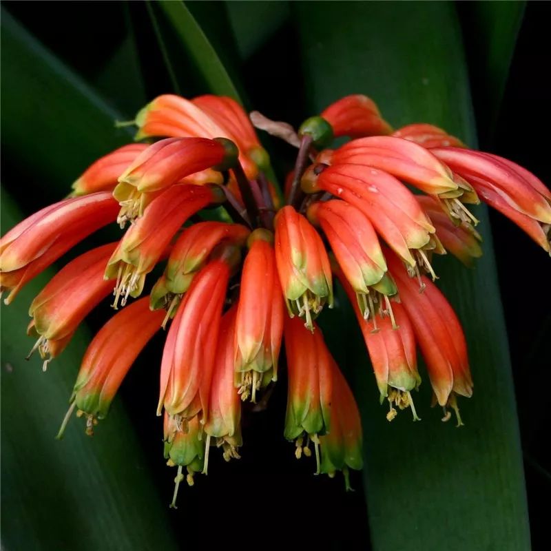 2019真实鲜花图片,2023鲜花爆款图文