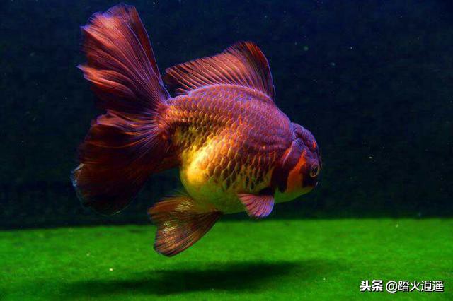 鱼缸水发臭怎么处理需要什么药,鱼缸里的水发臭了是怎么回事