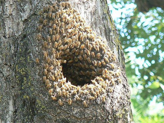 野生蜜蜂选巢全过程,找蜜蜂老巢最简单方法
