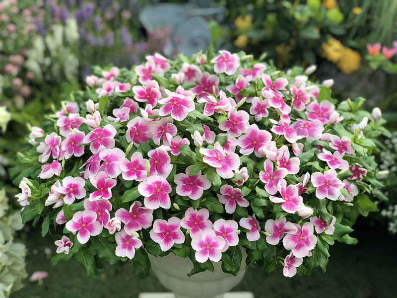 365天都开花名贵的盆栽,365天开花不断的花卉