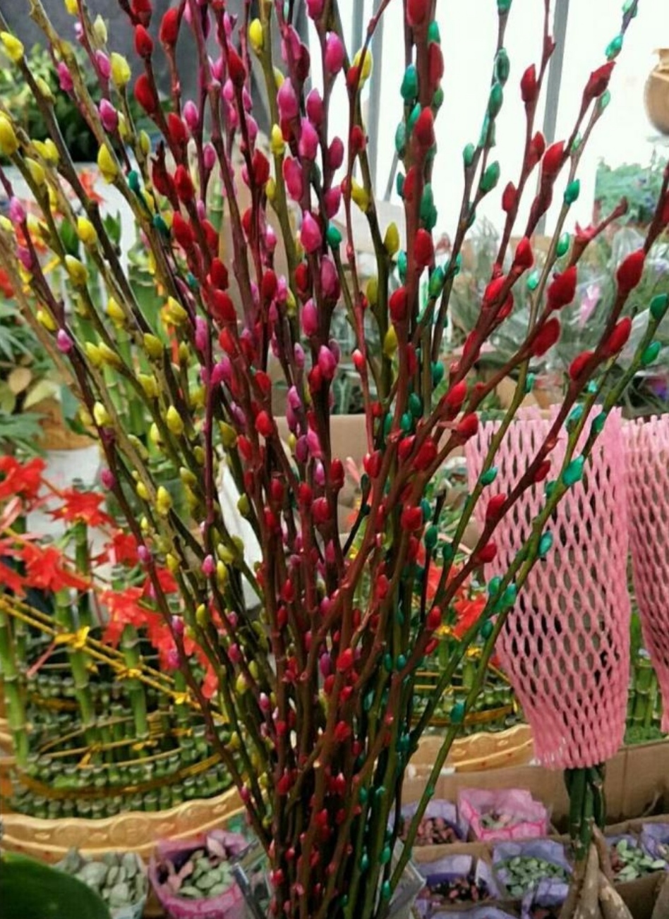 招财银柳冬天能养活吗,银柳可以放在户外盆栽不会死吧