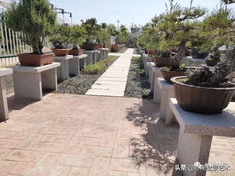 盆景产业的前景,我的盆景创业之路