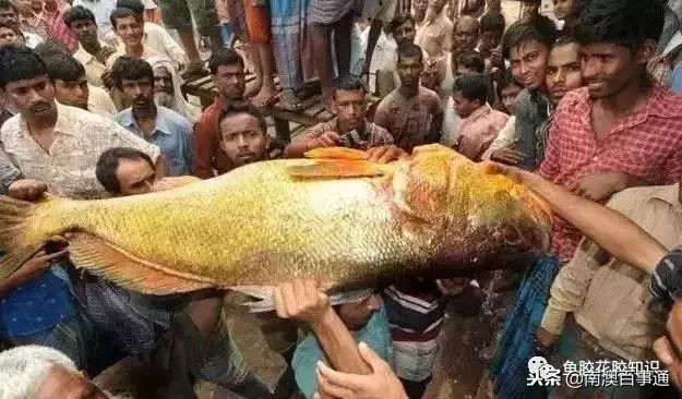 涨知识!鱼胶种类大全,不看亏大了!
