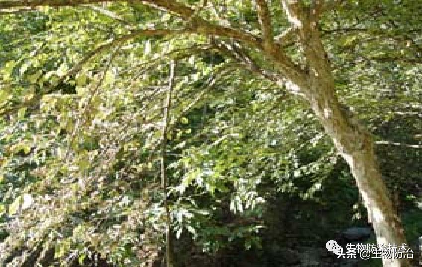 蛀干害虫是钻蛀害虫吗,果树枝干钻蛀害虫图片