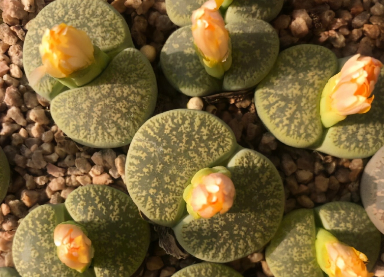 生石花样貌平平，花朵却好看，春天到了养起来