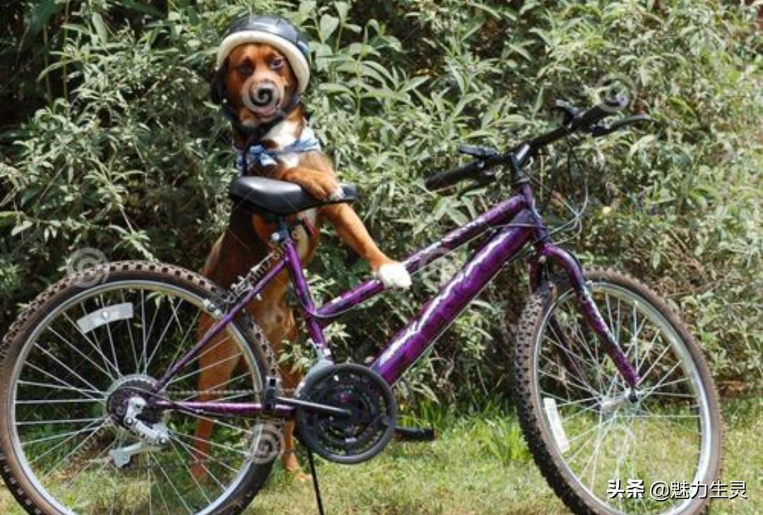 遇到恶狗咬人怎么办抖音视频,遇到咬人的恶狗应该拿什么反抗