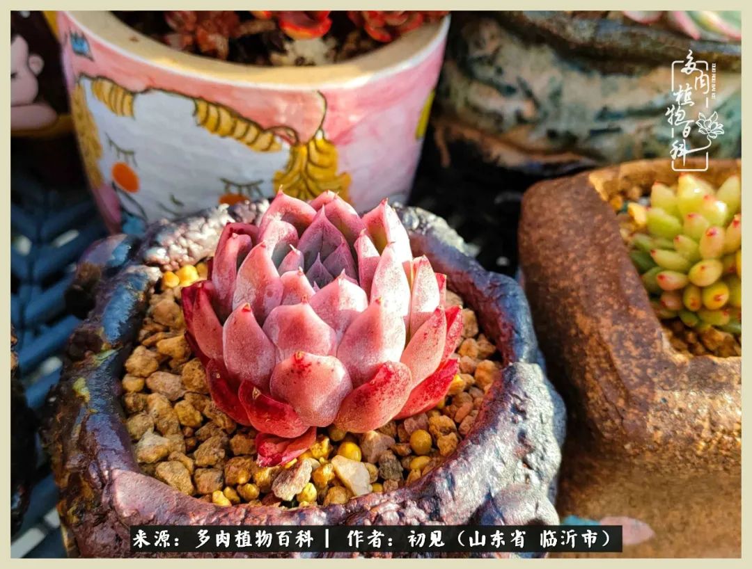 和多肉植物相伴,和多肉相处的心情