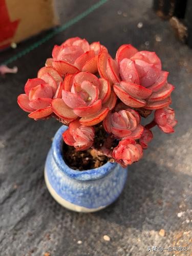 秀妍夏天可以露养吗,秀妍怎么养