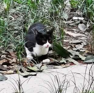 关于流浪动物救助的采访问题,流浪动物救助文章1000字