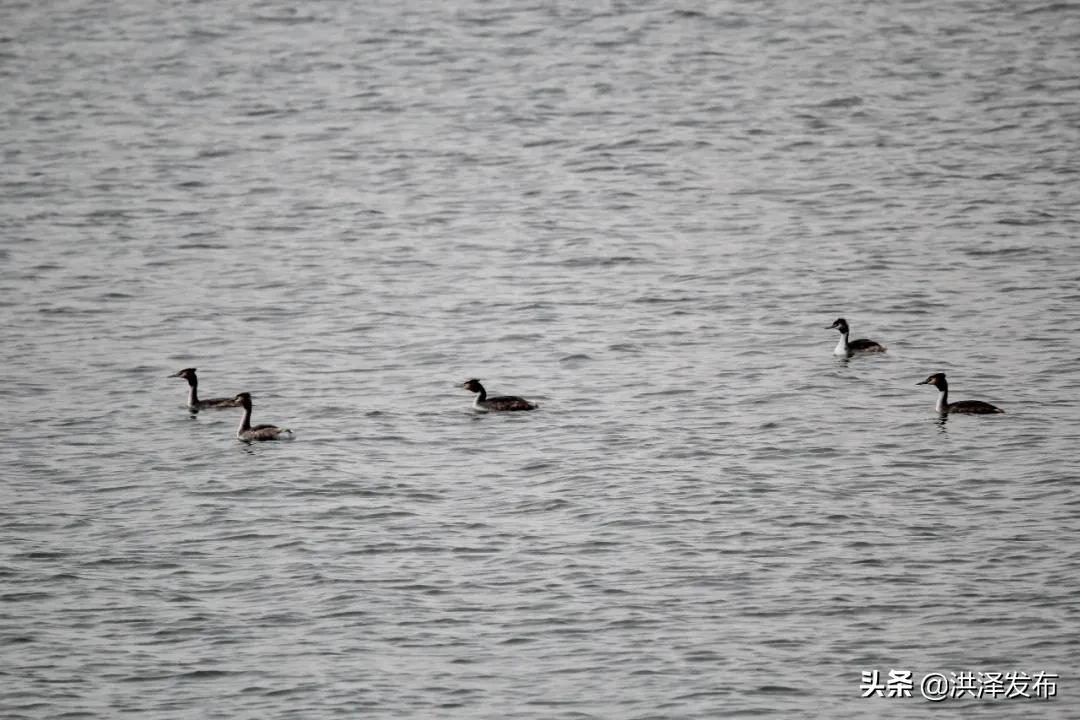 【V视】享自然丨千余只“凤头鸊鷉”洪泽湖畔捕食嬉戏
