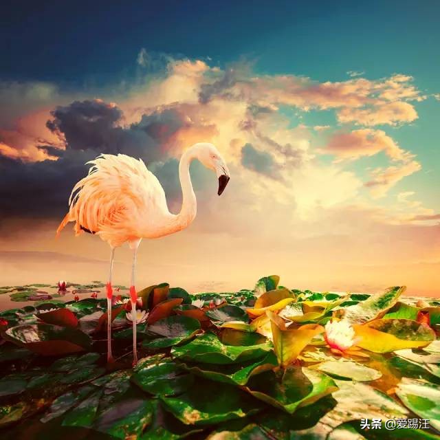 ps后期合成梦幻大场景,ps梦幻后期调色