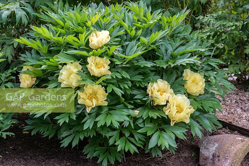 牡丹,熟悉而陌生——“花王”的前世今生,带你重新认识牡丹