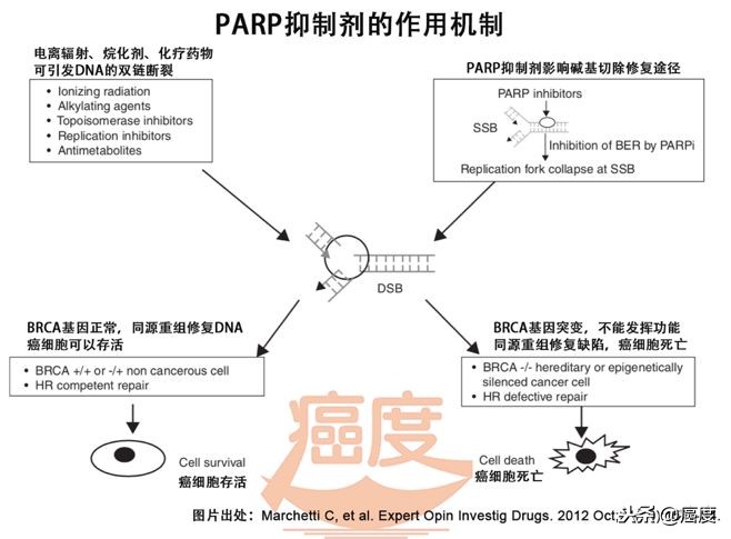 协和妇科向阳讲卵巢癌,卵巢癌攻克新消息
