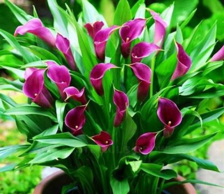 彩色马蹄莲怎么养爱开花图片,彩色马蹄莲夏季的养殖方法