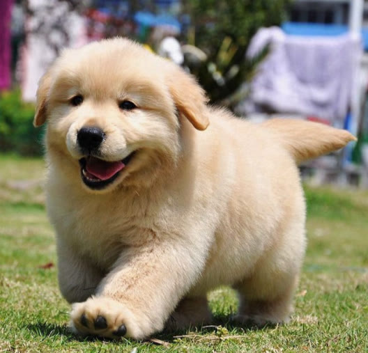 金毛幼犬为什么爱啃东西,为什么金毛幼犬容易病