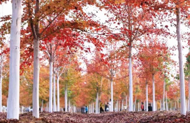 辽宁百强县第一,辽宁省第一强县是哪个市