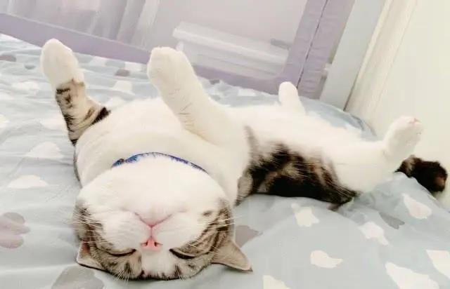 猫咪的悬趾受伤了,猫咪受伤后不大便