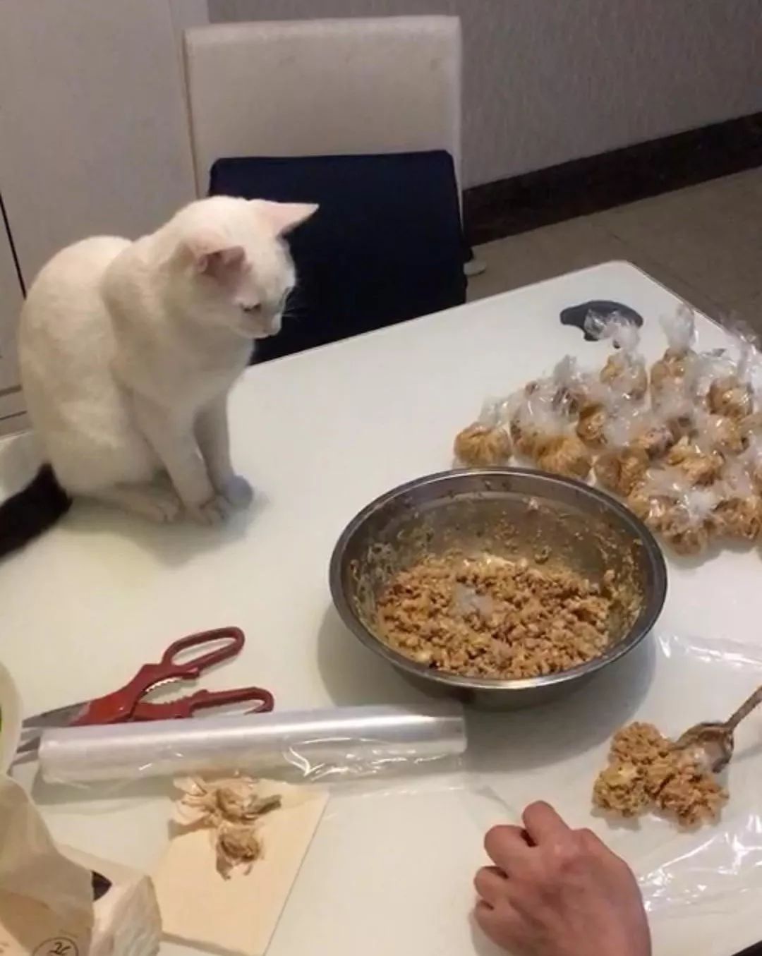 爸妈养宠物之后,就没你什么事了