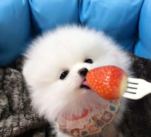 博美知识科普,了解小博美狗