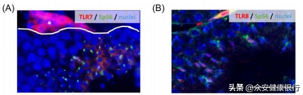 生男生女可以自己决定,生男生女可以自己决定吗电子书