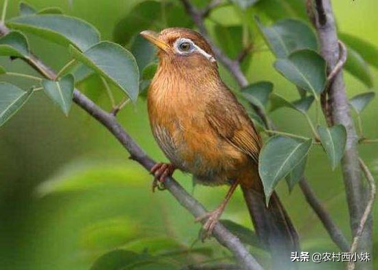 养画眉封笼好还是亮笼好,养画眉日常需要罩笼吗