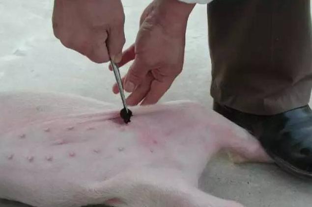 养猪技术技巧和经验直播,母猪养猪知识大全