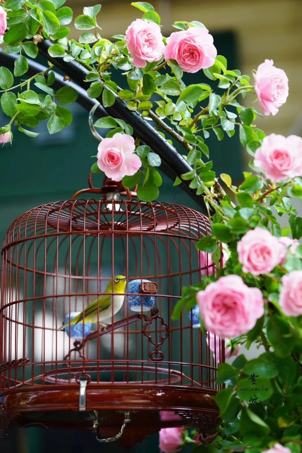 绣眼鸟换羽技巧视频,绣眼鸟怎么换毛好看
