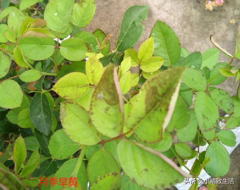 月季叶子健康,月季健康的表现