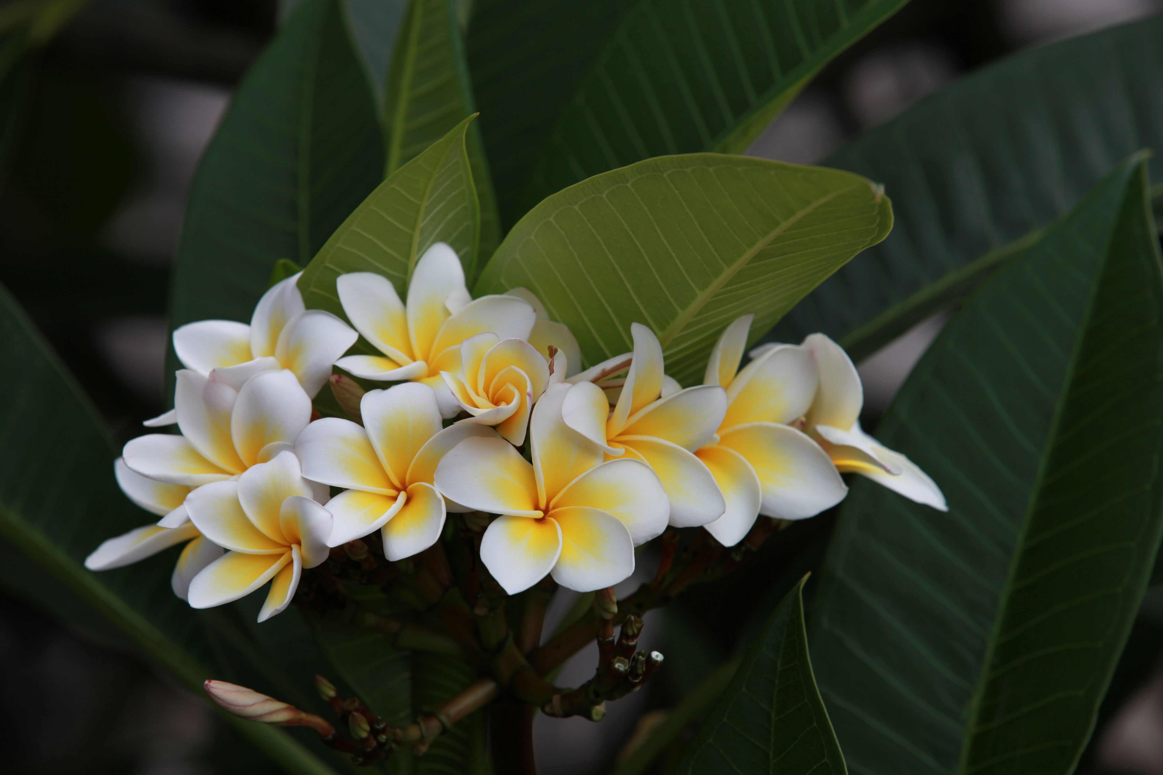 海岛龙船花室内养护,龙船花绿植盆栽怎么养