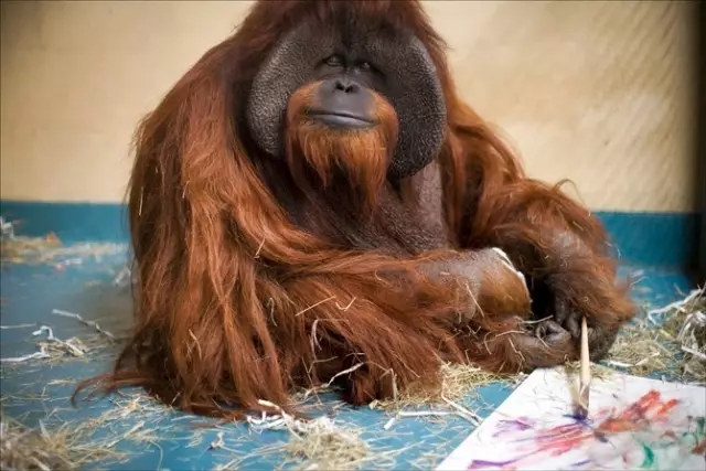 一只上过大学的猩猩试图成为人类，但现实给了它一记重锤