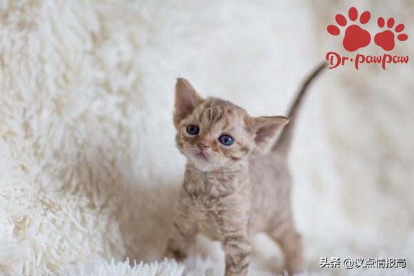 普安特猫癣药怎么样,治疗幼猫猫癣的最佳方法